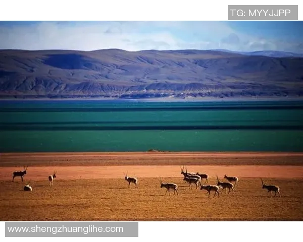 冰岛与瑞士激战正酣比赛结果揭晓引发热议